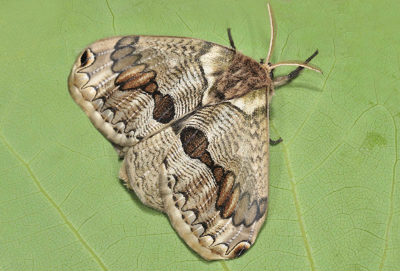 Che sorpresa...Brahmaea (Acanthobrahmaea) europaea